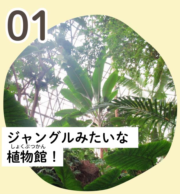 ジャングルみたいな植物館！