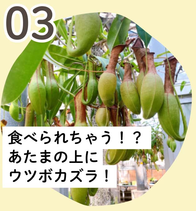 食べられちゃう！？あたまの上にウツボカズラ！！