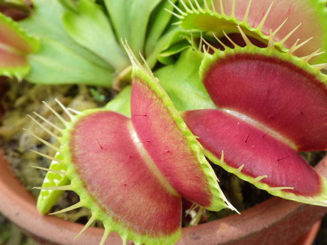 食中植物温室イメージ