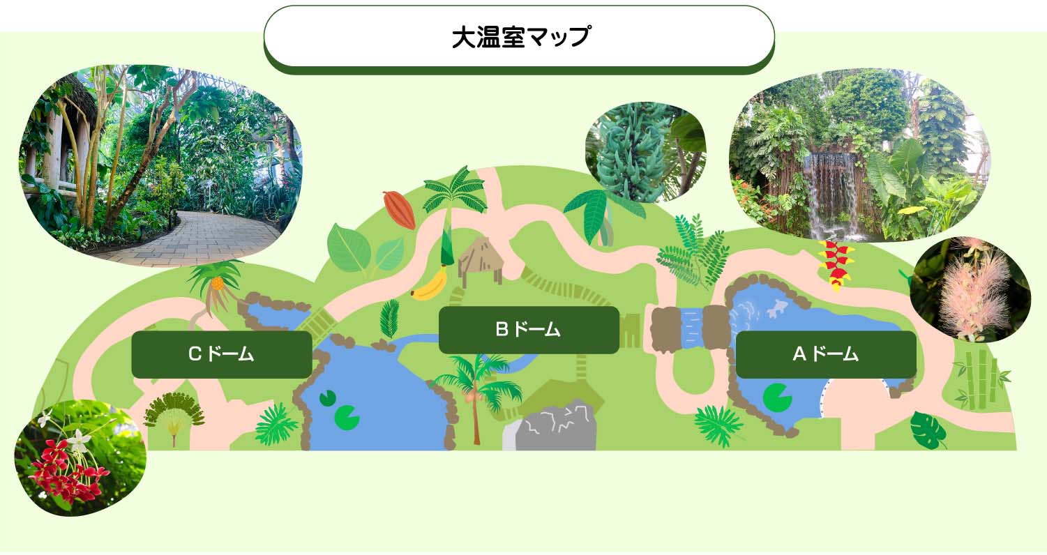 館内のようす 東京都 夢の島熱帯植物館