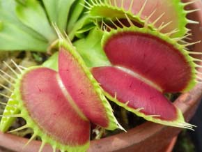 食中植物温室イメージ1