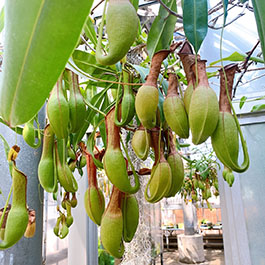 食虫植物温室