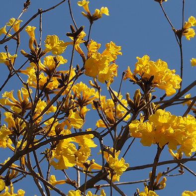 キバナイペー<br>Golden Trumpet Tree