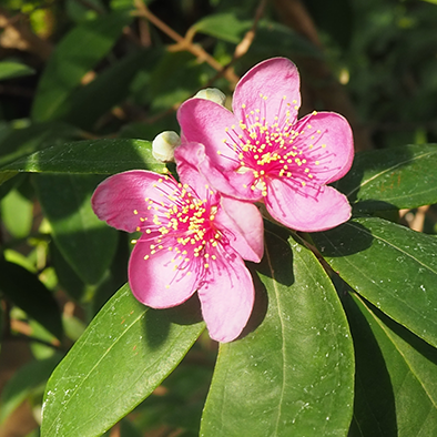 テンニンカ<br>Rose Myrtle