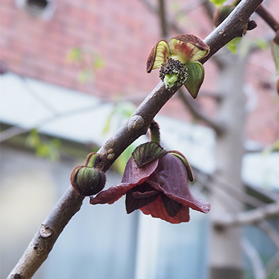 ポポー<br>Pawpaw