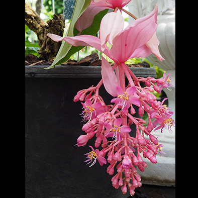 メディニラ・マグニフィカ<br>Showy Medinilla