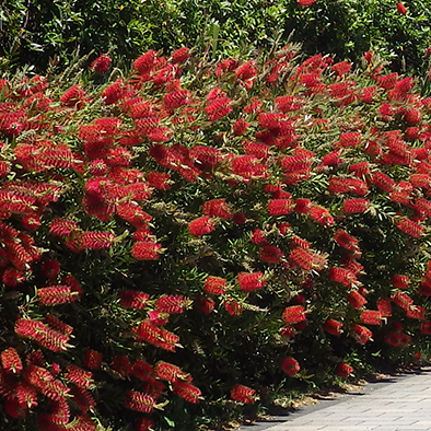 ブラシノキ<br>Bottlebrush