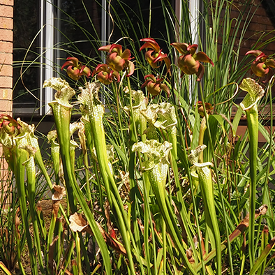 サラセニア<br>Pitcher Plant