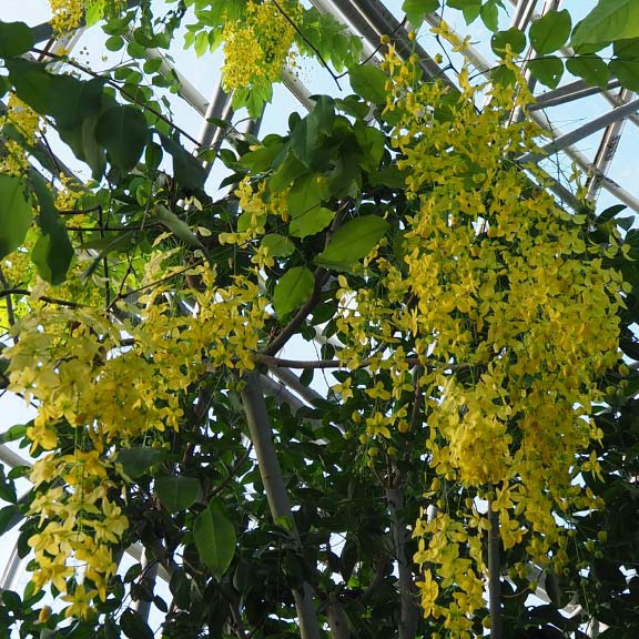 ナンバンサイカチ<br>Golden Shower