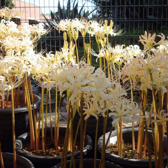 シロバナマンジュシャゲ<br>White Spider Lily