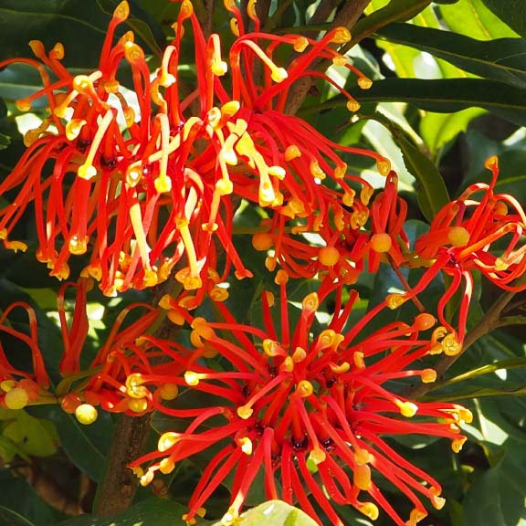 ステノカルプス・シヌアツス<br>Fire Wheel Tree