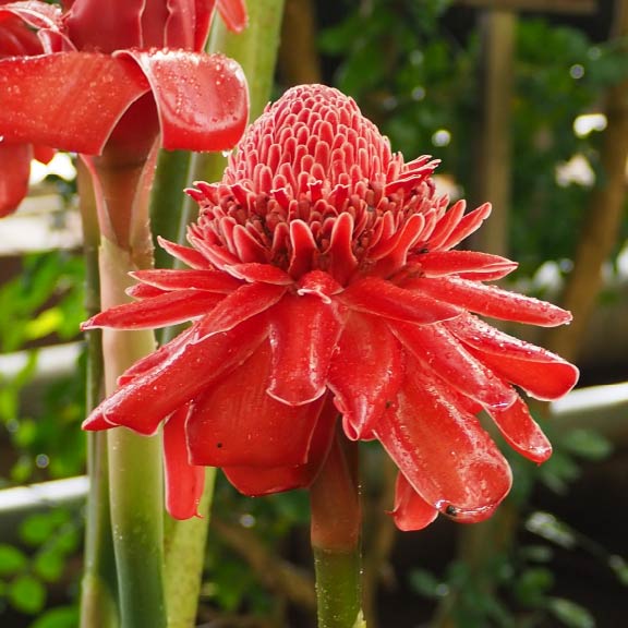 トーチジンジャー<br>Torch Ginger