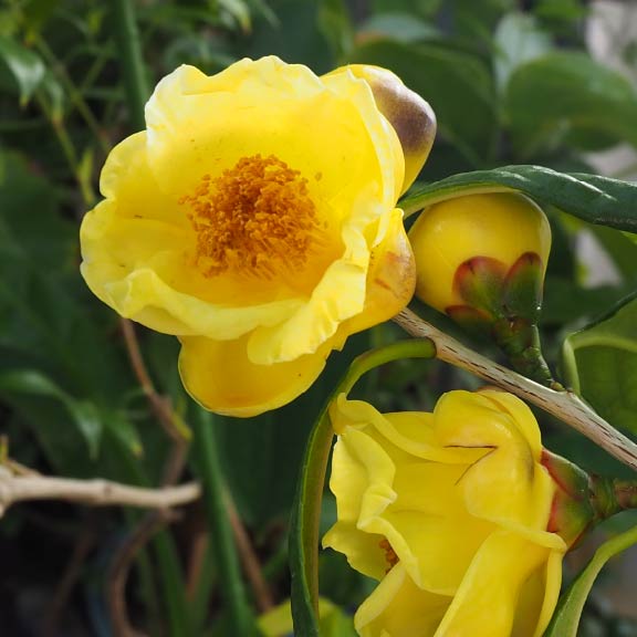 ツバキ‘金花茶’<br>Yellow Camellia