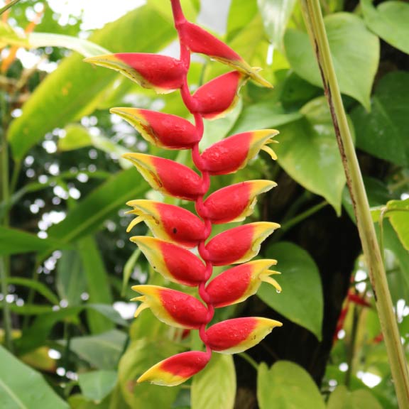 ヘリコニア・ロストラータ<br>Hanging Heliconia