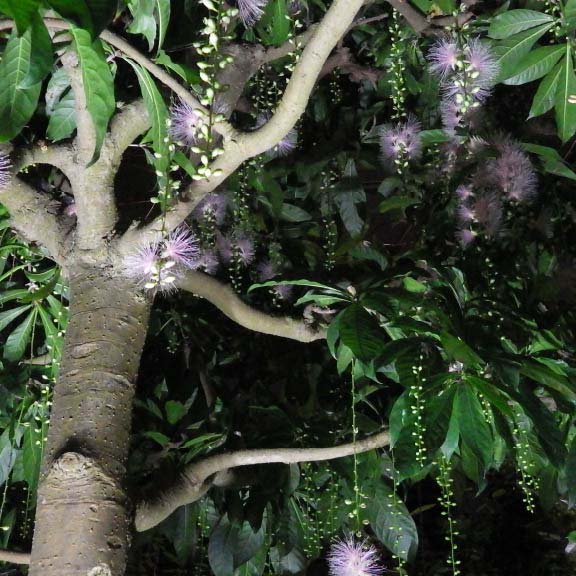 サガリバナ<br>Barringtonia