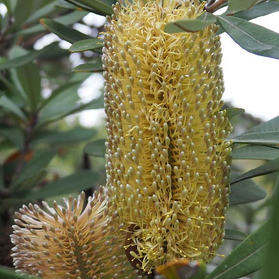 バンクシア<br>Banksia
