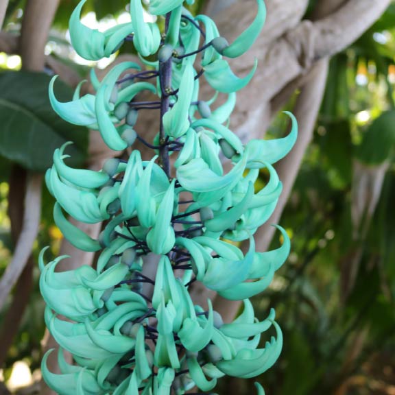 ヒスイカズラ<br>Jade Vine