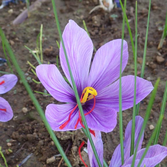 サフラン<br>Saffron
