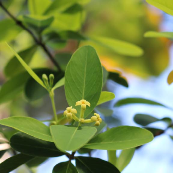 ムニンアオガンピ<br>Munin-Aoganpi