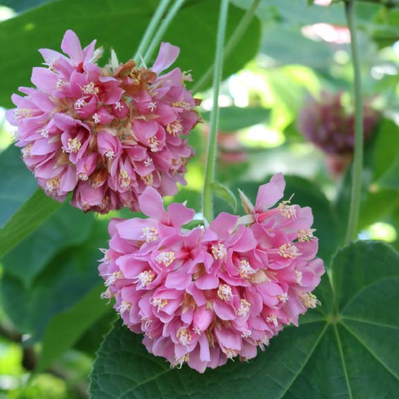 ドンベヤ・ウォリッキー<br>Pink Ball Tree