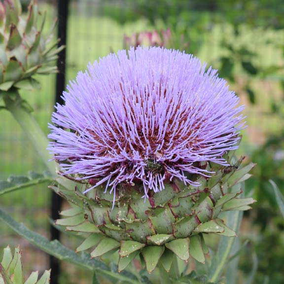 アーティチョーク<br>Artichoke