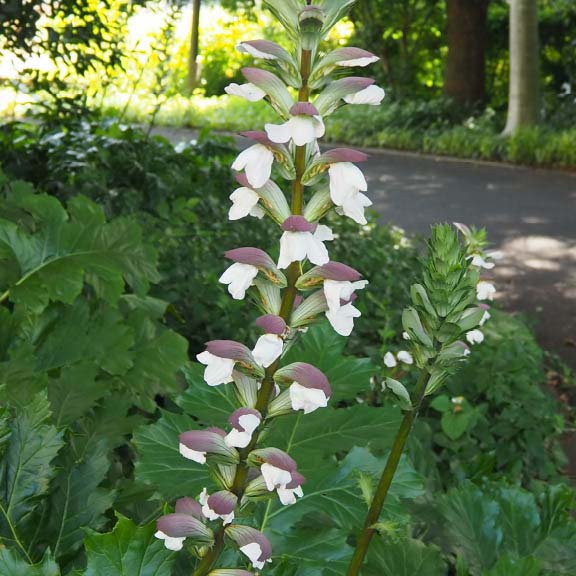 アカンサス<br>Acanthus