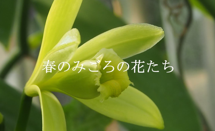 【夢の島熱帯植物館】春のみごろの花たち２