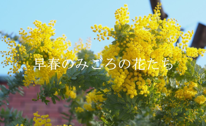 【夢の島熱帯植物館】早春のみごろの花たち