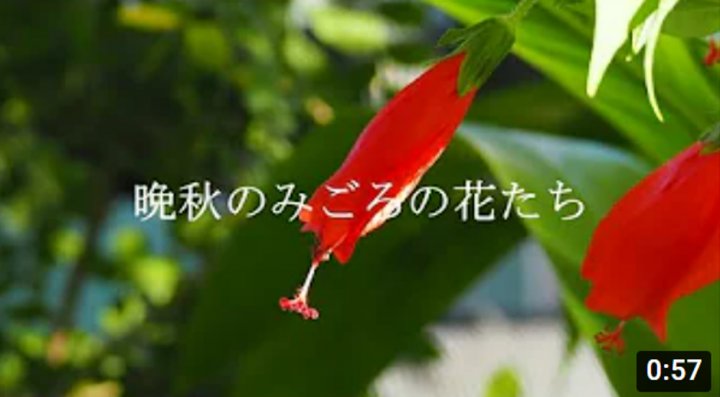 【夢の島熱帯植物館】晩秋のみごろの花たち２