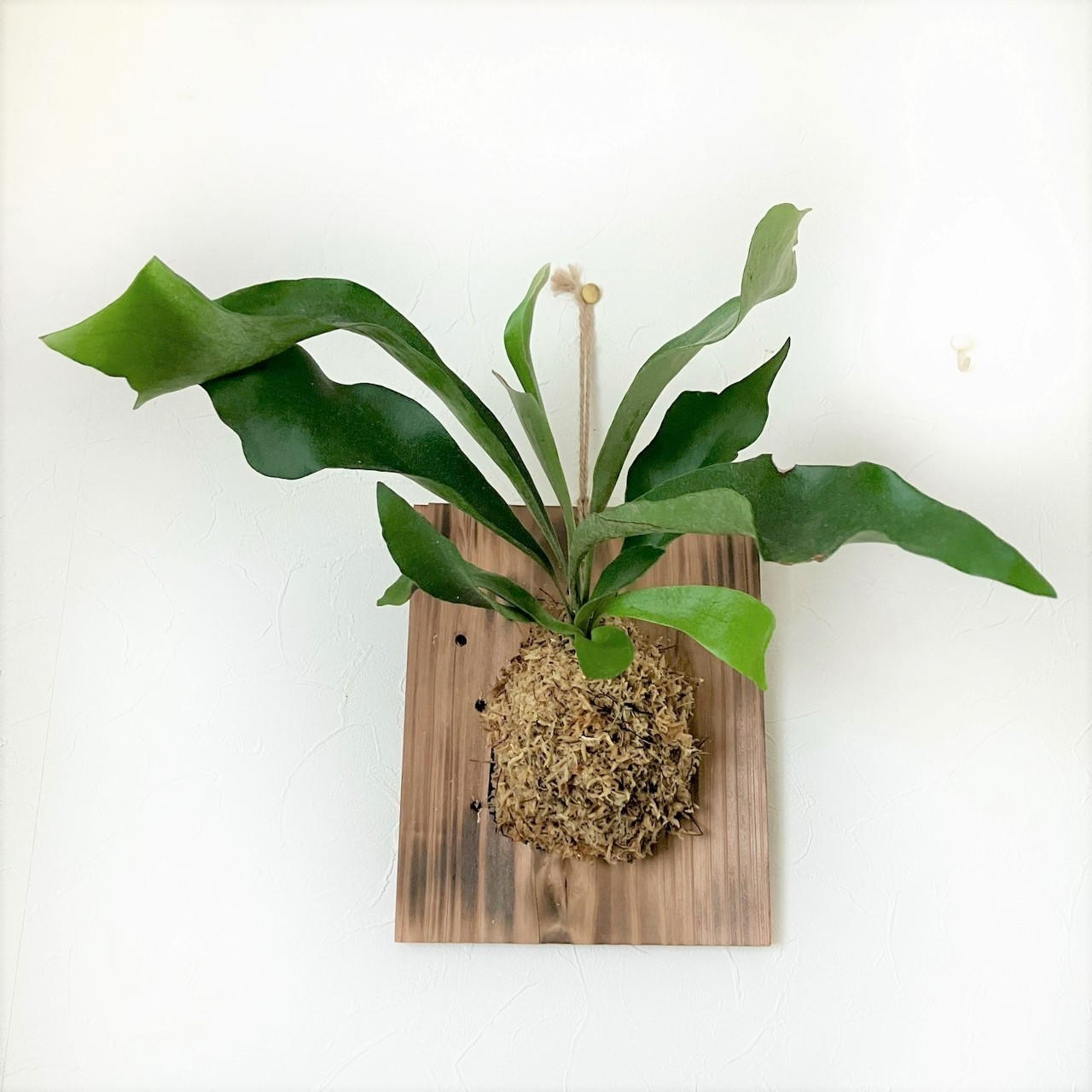 予約制】杉材でつくるビカクシダの板付教室 - 【東京都】夢の島熱帯植物館