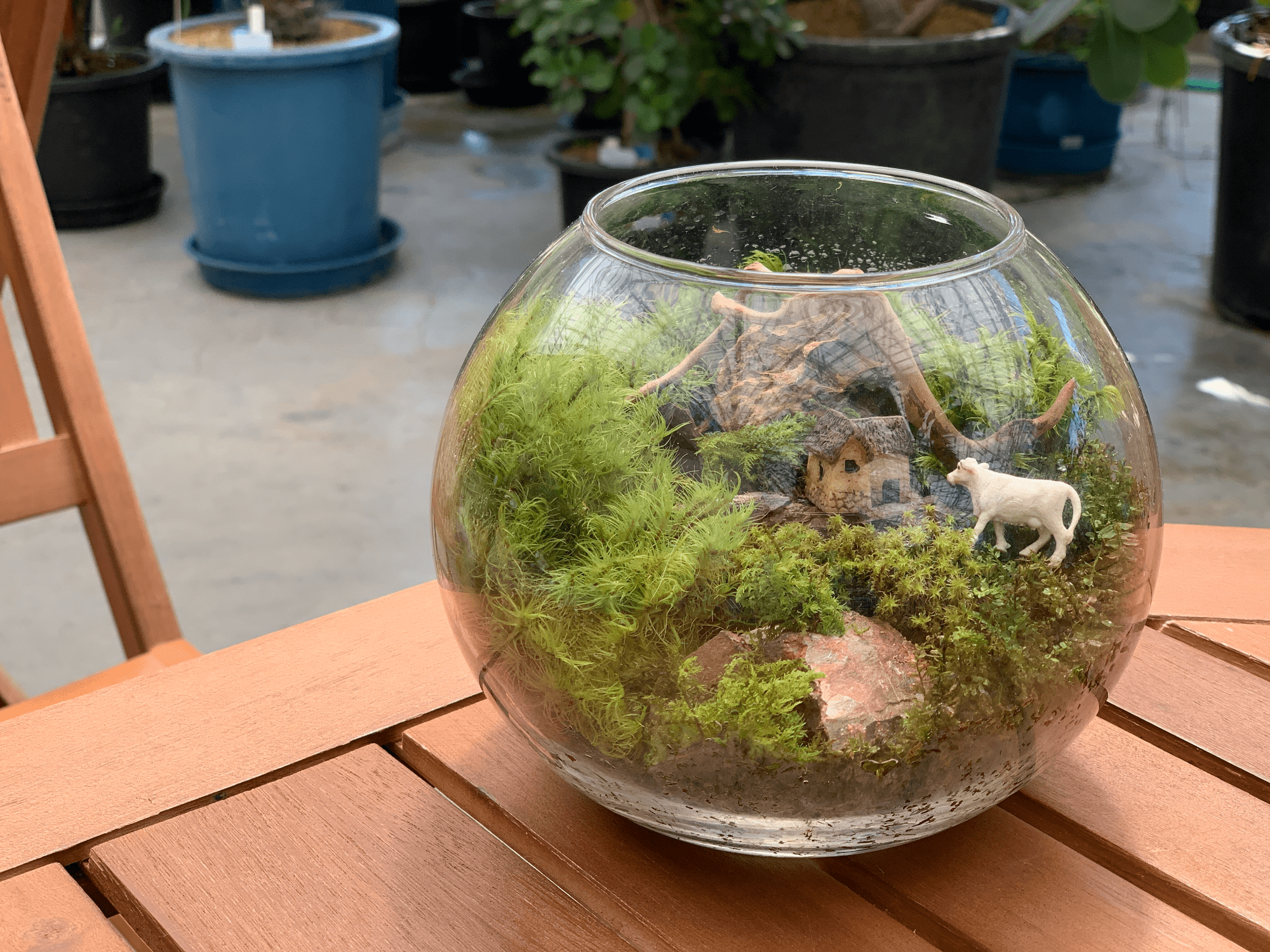 【予約制】コケテラリウム教室 【東京都】夢の島熱帯植物館