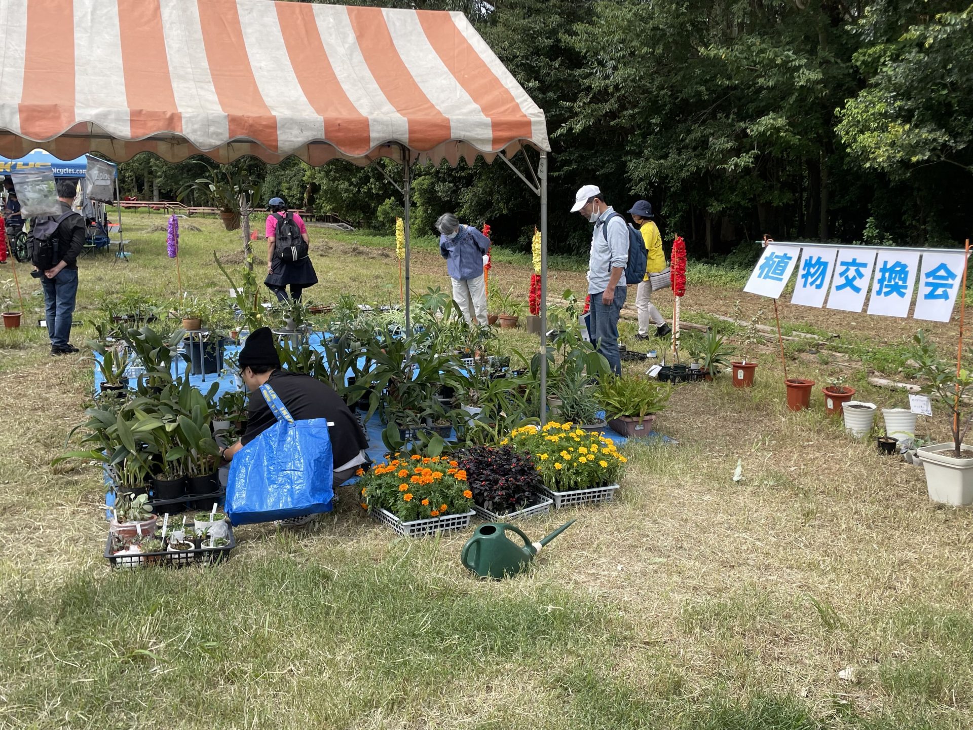 公園で植物交換会