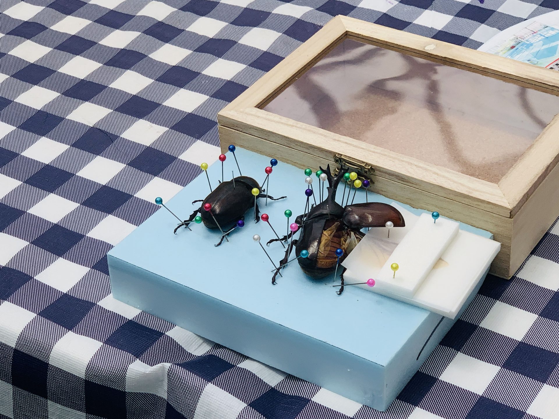 予約制】カブトムシの昆虫標本教室 - 【東京都】夢の島熱帯植物館