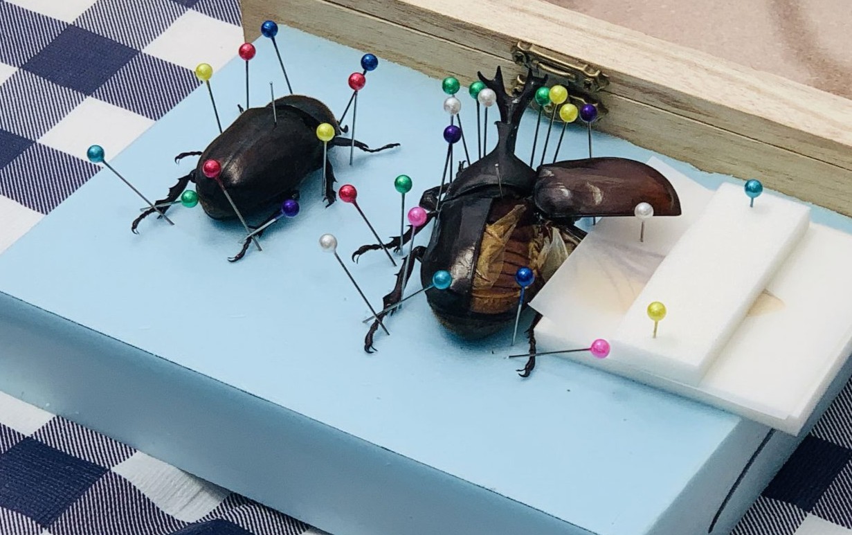 予約制】カブトムシの昆虫標本教室 - 【東京都】夢の島熱帯植物館